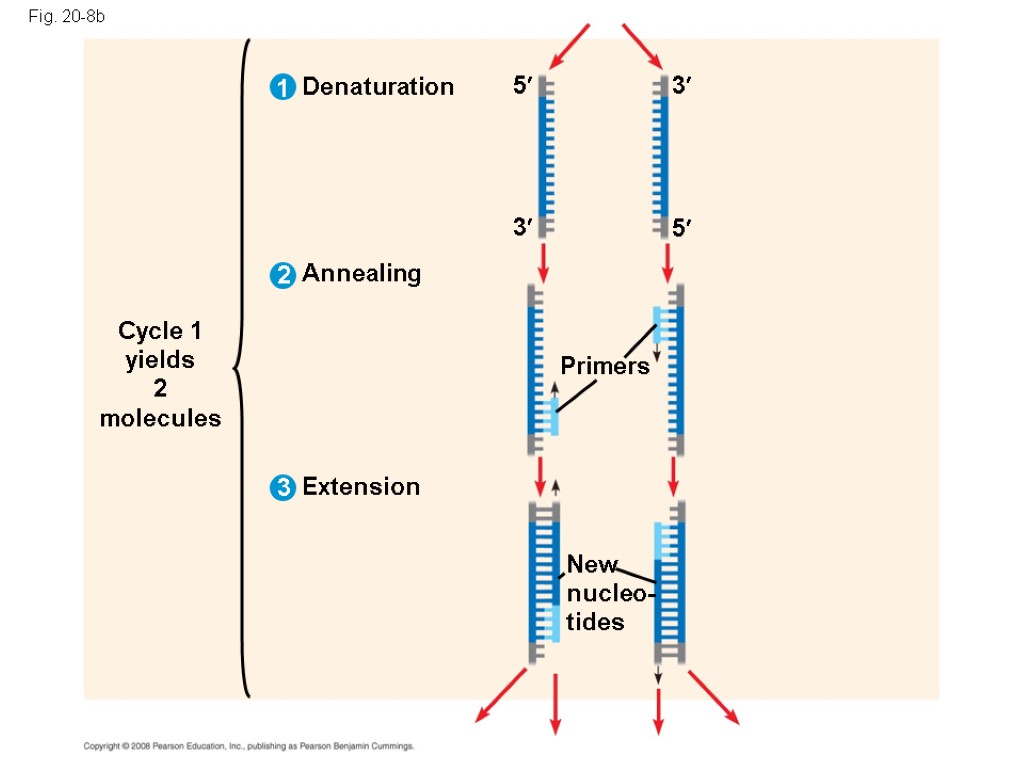 Fig. 20-8b Cycle 1 yields 2 molecules Denaturation Annealing Extension Primers New nucleo- tides